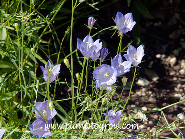 The blue up facing Campanula flowers.